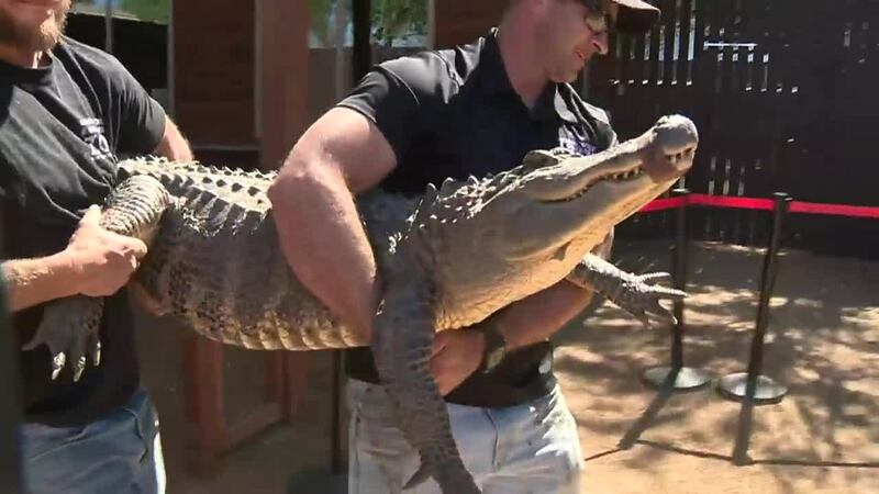 El Caimán fue recuperado y devuelto a Animal World y Snake Farm.