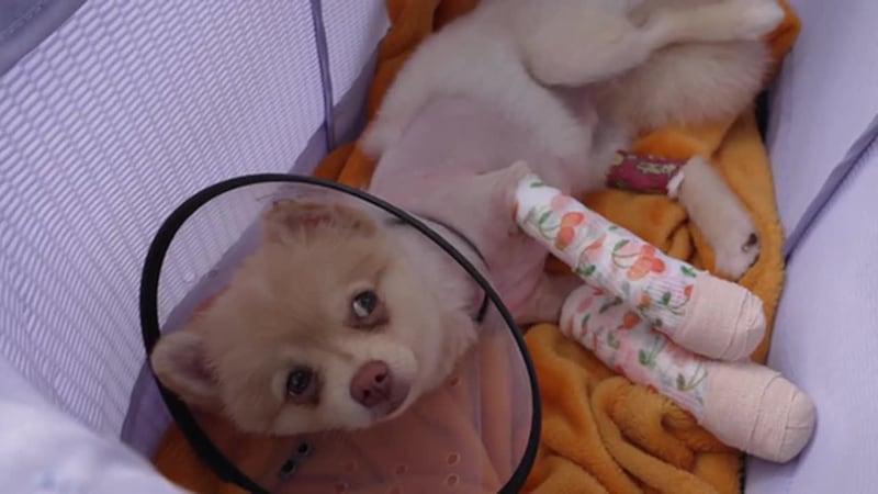 El cachorro de seis meses fue arrastrado y terminó con dos de sus patas fracturadas. La...
